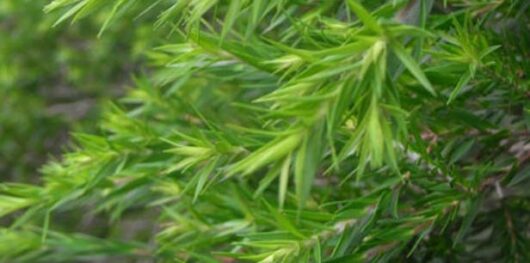 Close-up of vibrant green Melaleuca 'Revolution Green' Myrtle 6" Pot needles with a soft-focus background.