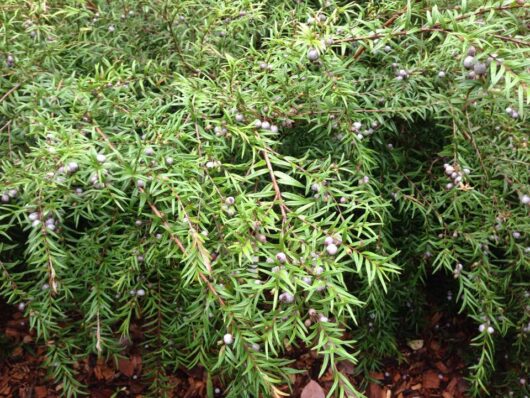 Close-up of an Austromyrtus 'Midyim Berry' bush with clusters of ripe blue berries amid dense, needle-like green leaves in a 6" pot.