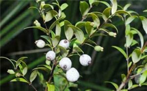 Sentence with product name: A close-up image of Austromyrtus 'Midyim Berry' 6" Pot branches with clusters of ripe and unripe Midyim berries and green leaves.
