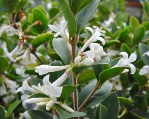 Heaven Scent Osmanthus 'Heaven Scent' 8" Pot flowers and buds on a shrub with glossy green leaves.