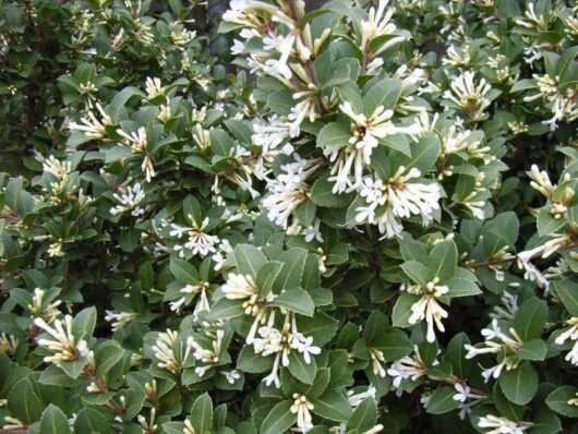 Osmanthus 'Heaven Scent' 8" Pot with small green leaves and clusters of white flowers, potted in an 8" pot.