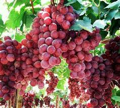 Bunches of ripe Vitis 'Red Globe' Fruiting Grapes hanging from vines in a vineyard, with lush green leaves in the background.