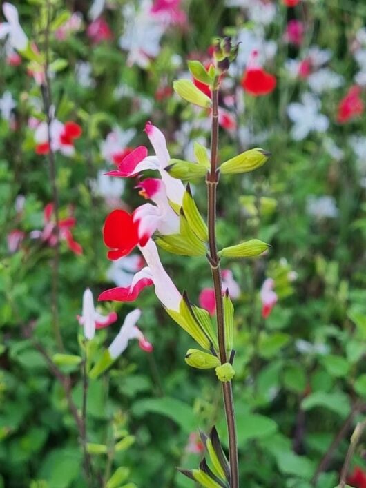 Salvia 'Hot Lips'