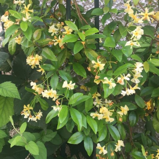 Trachelospermum 'Star of Toscana' Jasmine 6" Pot flowers blooming on a vine against a black iron fence, surrounded by lush green leaves.
