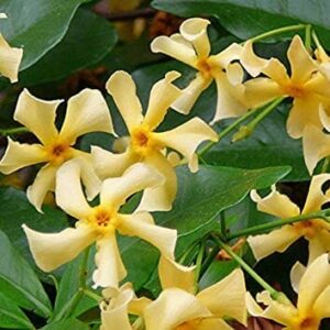 Sentence with revised product name: Trachelospermum 'Star of Toscana' Jasmine 6" Pot with star-shaped yellow flowers and orange centers among green leaves.