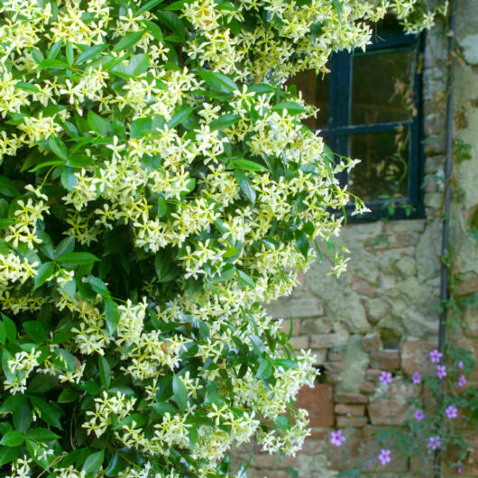 Trachelospermum 'Star of Toscana' jasmine flowers blooming densely around a rustic stone building with a small visible window.