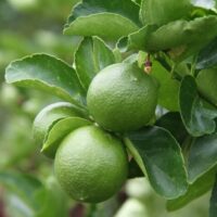 Citrus 'Sublime' Lime Tree 8" Pot growing on a tree with lush leaves, in close-up view.