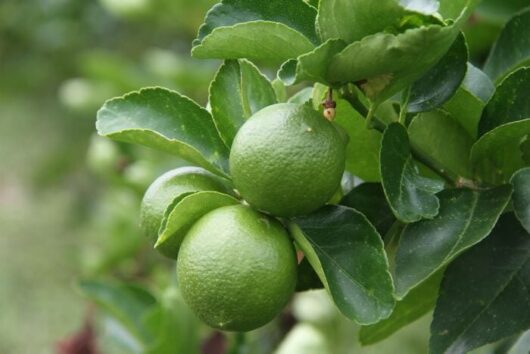 Citrus 'Sublime' Lime Tree 8" Pot growing on a tree with lush leaves, in close-up view.