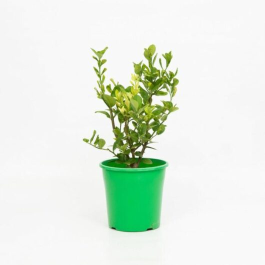 A small Citrus 'Sublime' Lime Tree with several stems and leaves in a bright green 8" pot against a white background.