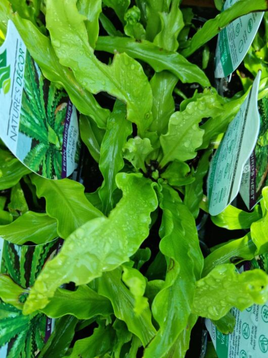 Victoria Japanese Birds Nest Fern ASPLENIUM