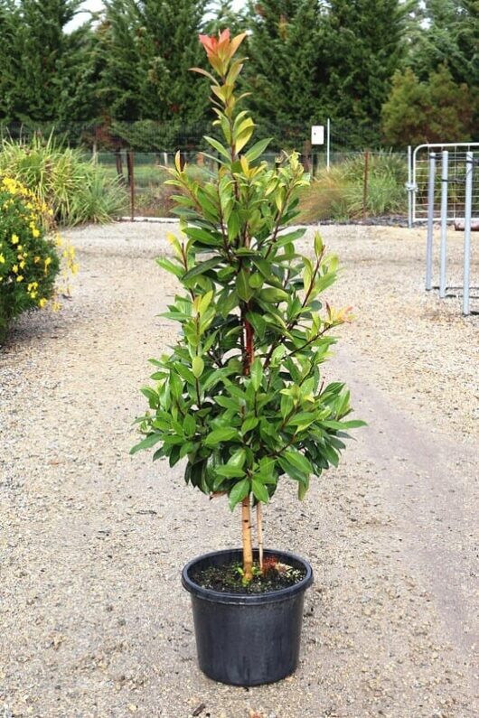 A potted Tristaniopsis 'Water Gum' Luscious® 12" Pot tree with glossy green leaves and a new shoot at the top, placed on a gravel pathway with greenery in the background.