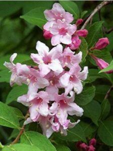 Weigela rosea 'Pink' 6" Pot flowers in bloom, surrounded by green leaves.