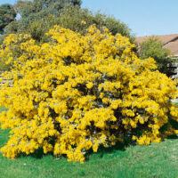 A large Acacia 'Cootamundra Wattle' 10" Pot bush with vivid yellow blooms against a wooden fence and a clear blue sky.