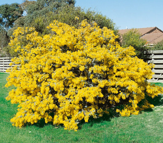 A large Acacia 'Cootamundra Wattle' 10" Pot bush with vivid yellow blooms against a wooden fence and a clear blue sky.