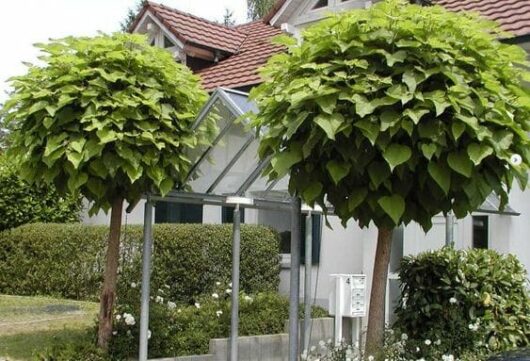 Two neatly trimmed Catalpa 'Indian Bean Tree' Standard 1.2m 13" Pot trees with umbrella-shaped canopies in front of a residential house with a sloped roof.