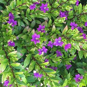 Lush green foliage with vibrant purple flowers from the Cuphea 'Golden Ruby' 6" Pot plant.