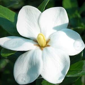 A close-up of a white Gardenia grandiflora 'Star' 6" Pot five-petal flower with dew drops on it, set against a green leafy background.