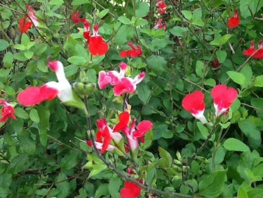The Salvia 'Hot Lips' displayed in a 6" pot thrives in garden settings, with its striking red and white blossoms providing a stunning contrast against lush green foliage, adding charm and elegance to any outdoor space.