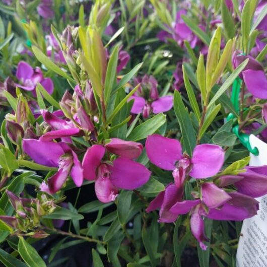 Close-up of vibrant pink flowers and buds on a green Polygala 'Little Charmer' 10" Pot shrub, possibly in a garden center, indicated by a visible tag.