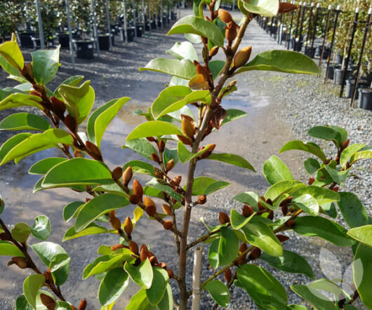 A young Magnolia 'Cinderella' 8" Pot tree with glossy green leaves and brown buds, sunlight filtering through the foliage in a nursery.