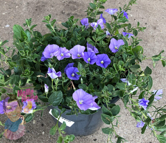 A potted Convolvulus 'Blue' plant in an 8 inch pot, placed on a concrete surface, featuring a small fairy figurine at the base.