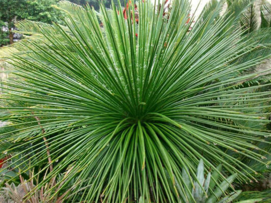 A lush green Agave 'Twin Flower Agave' 7" Pot with long, narrow leaves radiating outwards, displaying a few water droplets and a blurred garden background.