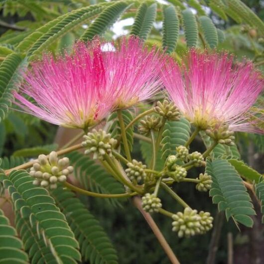Pink mimosa flowers with feathery petals and green fern-like leaves adorn an Albizia 'Persian Silk Tree' 13" Pot.