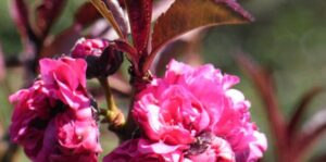 A cluster of Prunus 'Crimson Almond' roses with dark leaves, highlighted by sunlight, with a small bee perched on one of the blooms in a 10'' ornamental pot.