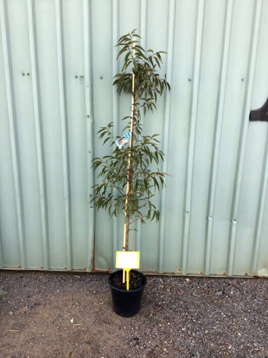 A young Prunus 'Crimson Almond' Ornamental tree in a 10'' black pot, standing against a corrugated metal wall with gravel on the ground.