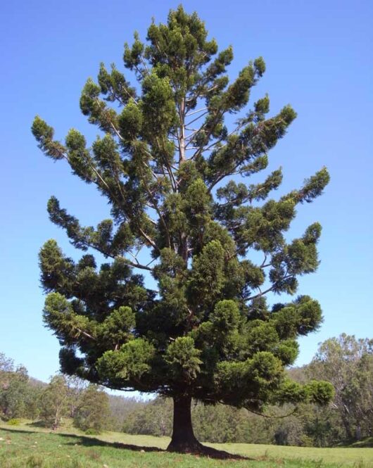 A large, lush green Araucaria 'Hoop Pine' 8" Pot tree stands prominently in a grassy field under a clear blue sky.