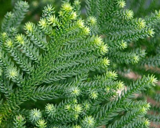 Close-up of a green Araucaria 'Hoop Pine' 8" Pot with dense, spiky leaves showing subtle variations in color.