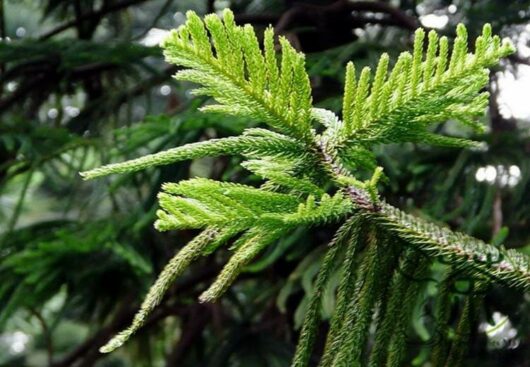 Close-up of a vibrant green Araucaria 'Hoop Pine' 8" Pot branch against a blurred background of foliage.