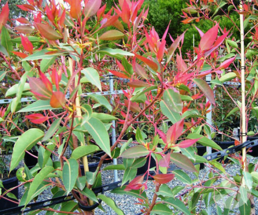 Photinia plants with vibrant red and green leaves growing in a nursery setting, with visible irrigation tubes, housed next to Corymbia 'Baby Scarlet' Flowering Gum in 8" pots.