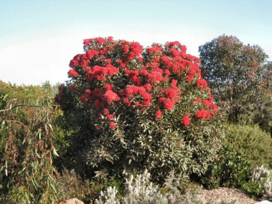 Large bush of Corymbia 'Baby Scarlet' Flowering Gum 8" Pot with vibrant red flowers in a sunny garden setting, surrounded by various green plants.