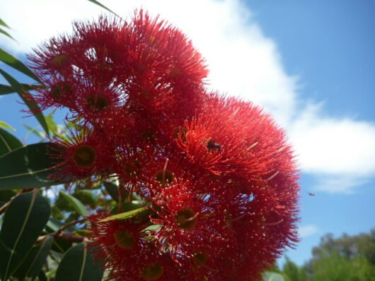 Bright red flowers of a Corymbia 'Baby Scarlet' Flowering Gum 8" Pot with visible stamens, set against a blue sky with a bee partially visible on one bloom.