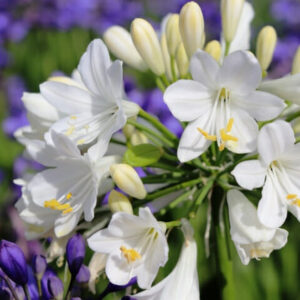Agapanthus 'Bingo White™' 6" Pot flowers in bloom with yellow pistils, against a background of purple flowers.