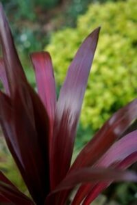 Close-up of a Cordyline 'Superstar' 7" Pot plant with slender, pointed leaves, contrasted against a blurred background of green foliage.