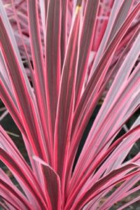 Close up of a Cordyline 'Charlie Boy' 7" Pot with vibrant pink and green leaves.