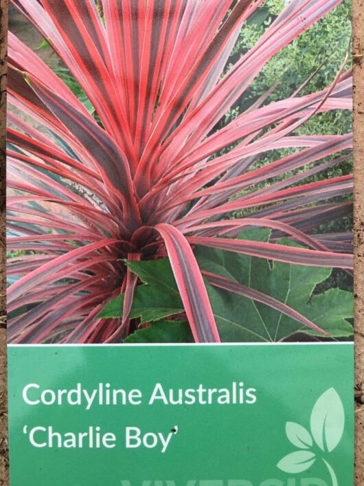 Photo of a Cordyline 'Charlie Boy' 7" Pot plant, showing its vibrant red and pink striped leaves.