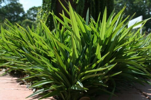 Lush green Dianella 'Petite Marie' Flax Lily growing between brick pavers on a sunny day.