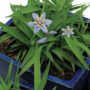 A blue star-shaped flower of Dianella 'Petite Marie' Flax Lily with yellow centers growing among narrow green leaves in a blue square 6" pot.