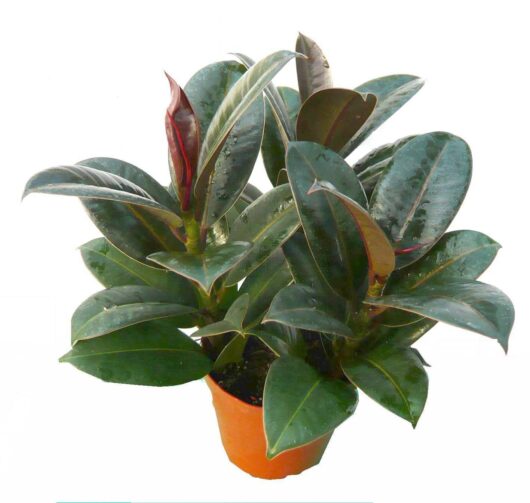 Ficus 'Melany' Rubber Fig with glossy, dark green leaves and a red sheath, in a 4" pot against a white background.