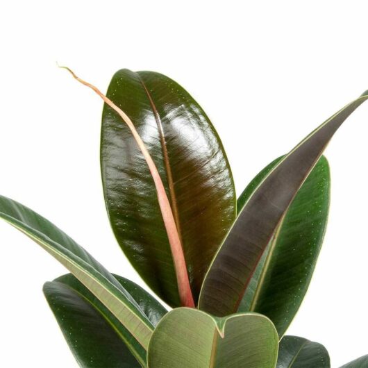 Close-up of shiny, dark green Ficus 'Melany' Rubber Fig leaves against a white background.