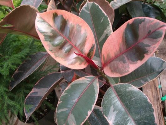 Ficus 'Ruby' Rubber Fig 8