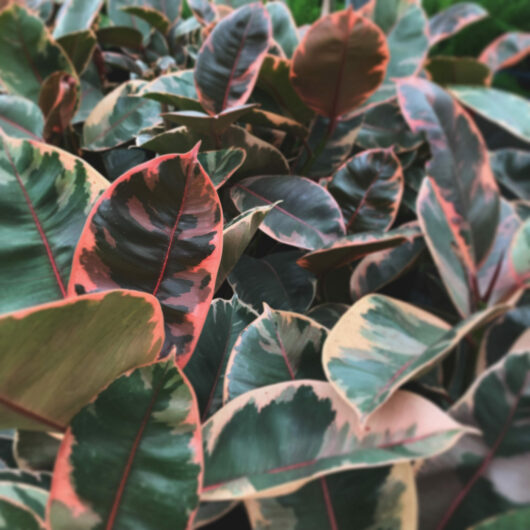 Close-up of Ficus 'Ruby' Rubber Fig leaves in a 6" pot with vibrant green and red variegation.
