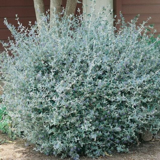A dense bush with silver-gray leaves and small purple flowers, identified as Teucrium fruticans 'Tree Germander' 6" Pot, growing against a brown backdrop.