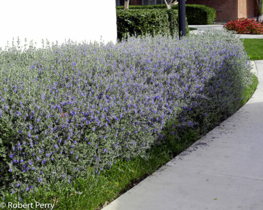 A vibrant hedge of blue catmint flowers lining a sidewalk, with green grass and Tree Germander in the background.