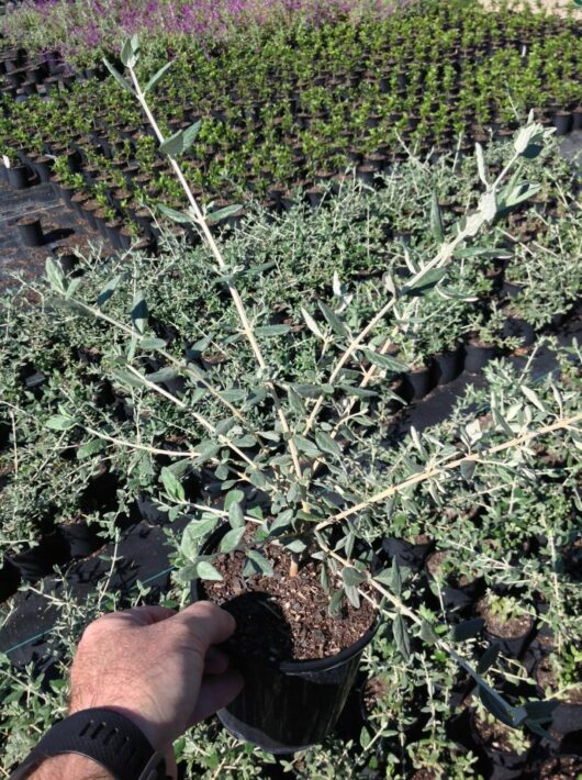 A person holding a potted Teucrium fruticans 'Tree Germander' 6" Pot with silvery leaves in a nursery, surrounded by rows of various other potted plants.