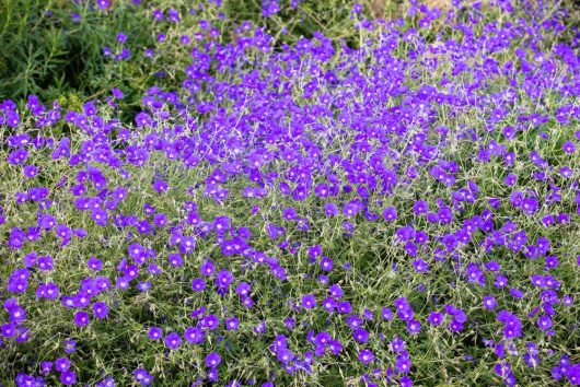 A dense patch of small, vibrant purple Geranium 'Rozanne' PBR flowers blooms among green stems and leaves outdoors.