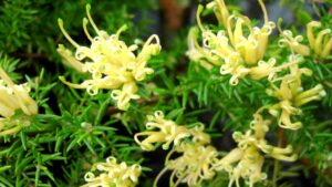 Close-up of vibrant yellow Grevillea 'Gold Cluster' 6" Pot flowers with narrow green leaves, emphasizing the detailed tendrils and texture.